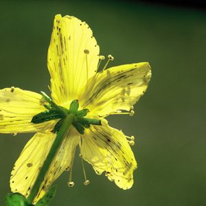 Homeopathie Basisopleiding - Module 1